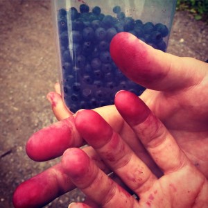 berry explosion